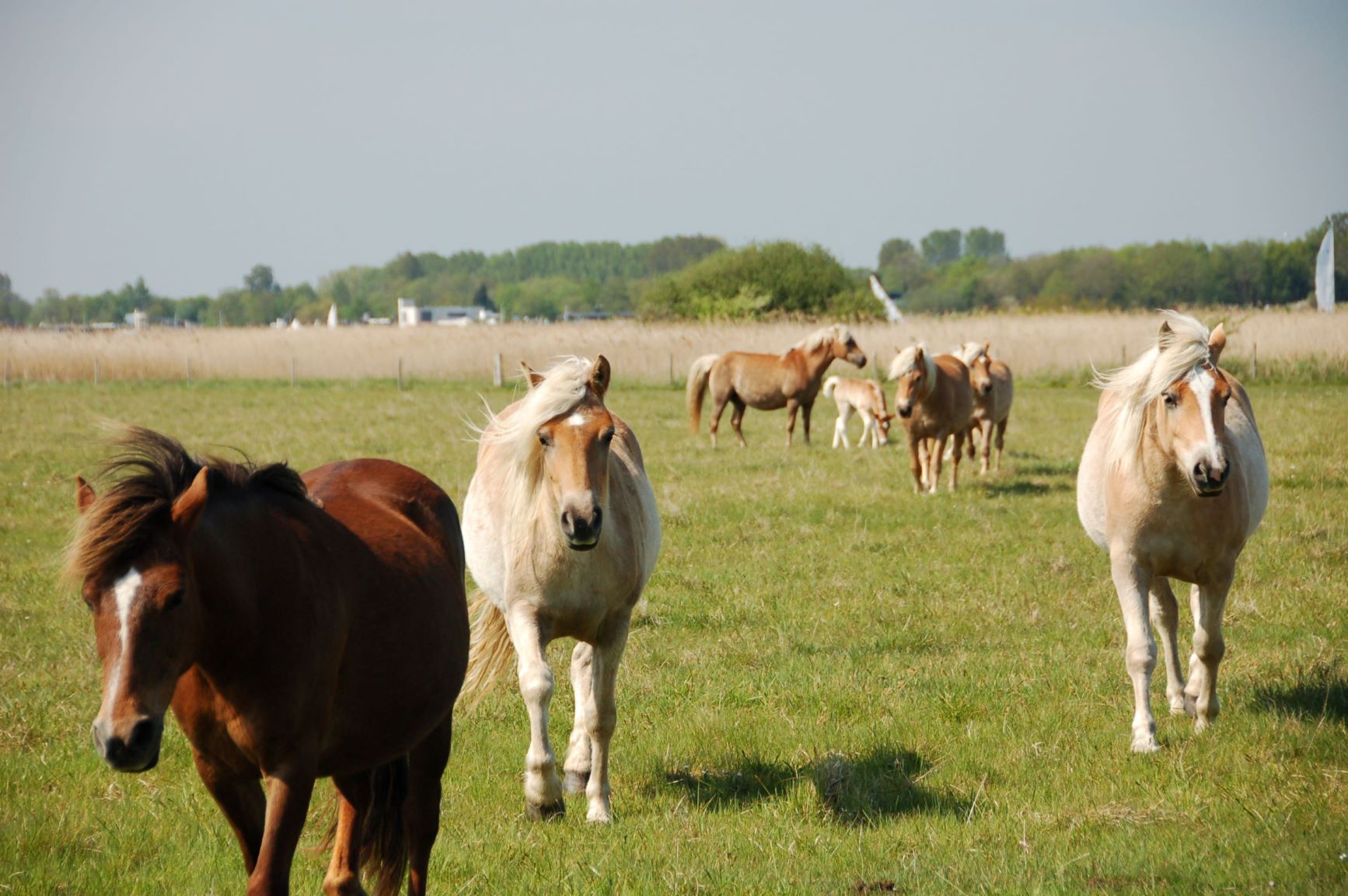 Read more about the article Horses as living lawnmowers