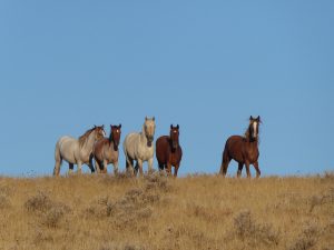 Mustangs suchen ein Zuhause