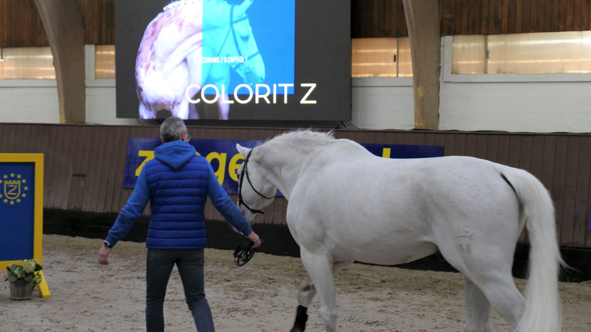 You are currently viewing Zangersheide: Where jumping horse champions are born