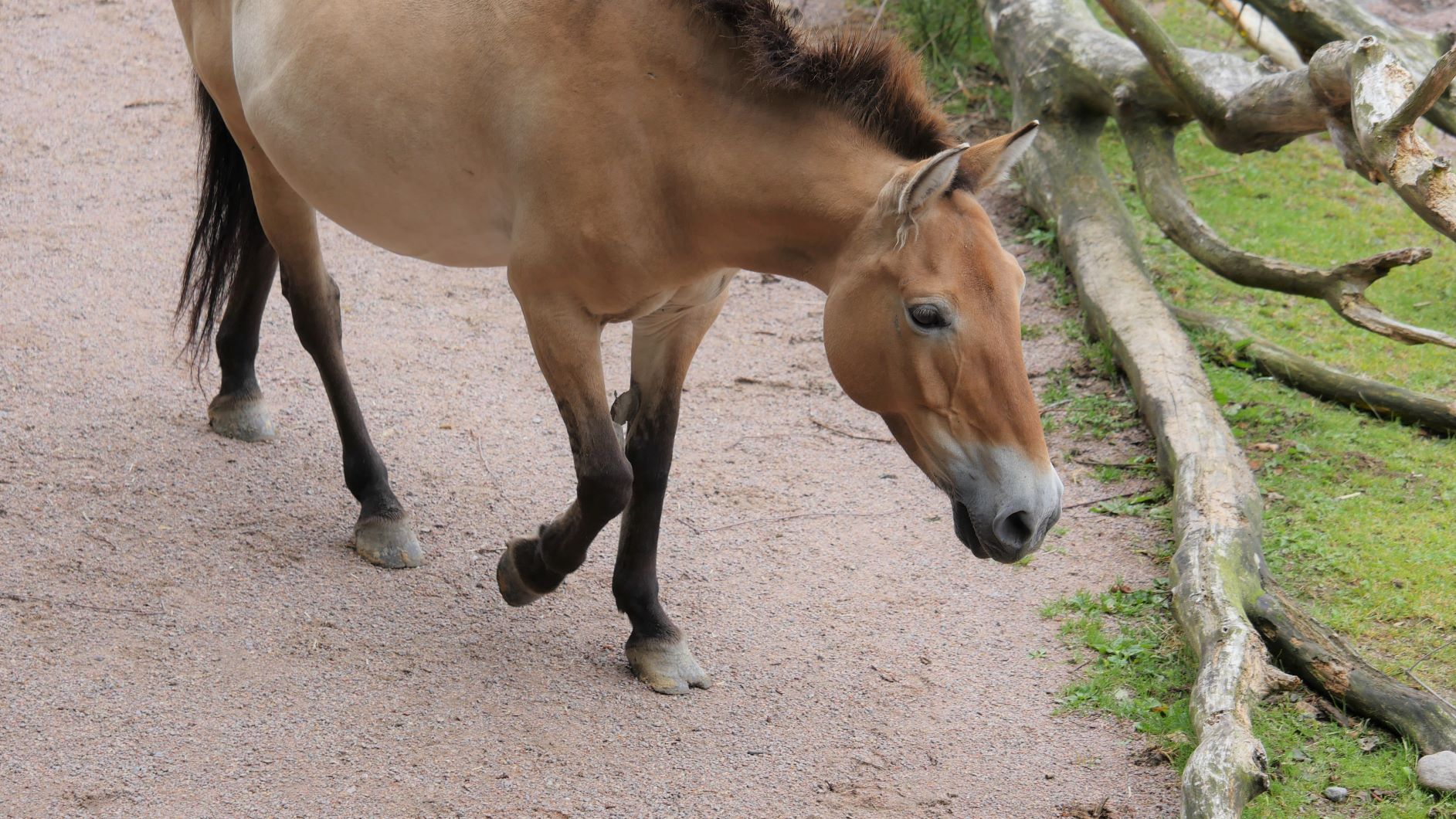 Read more about the article Przewalski Pferde: Lebende Urzeit-Pferde