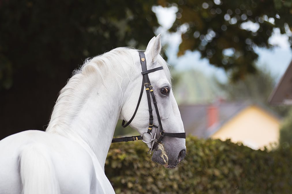 Read more about the article World’s oldest Lipizzaner stallion